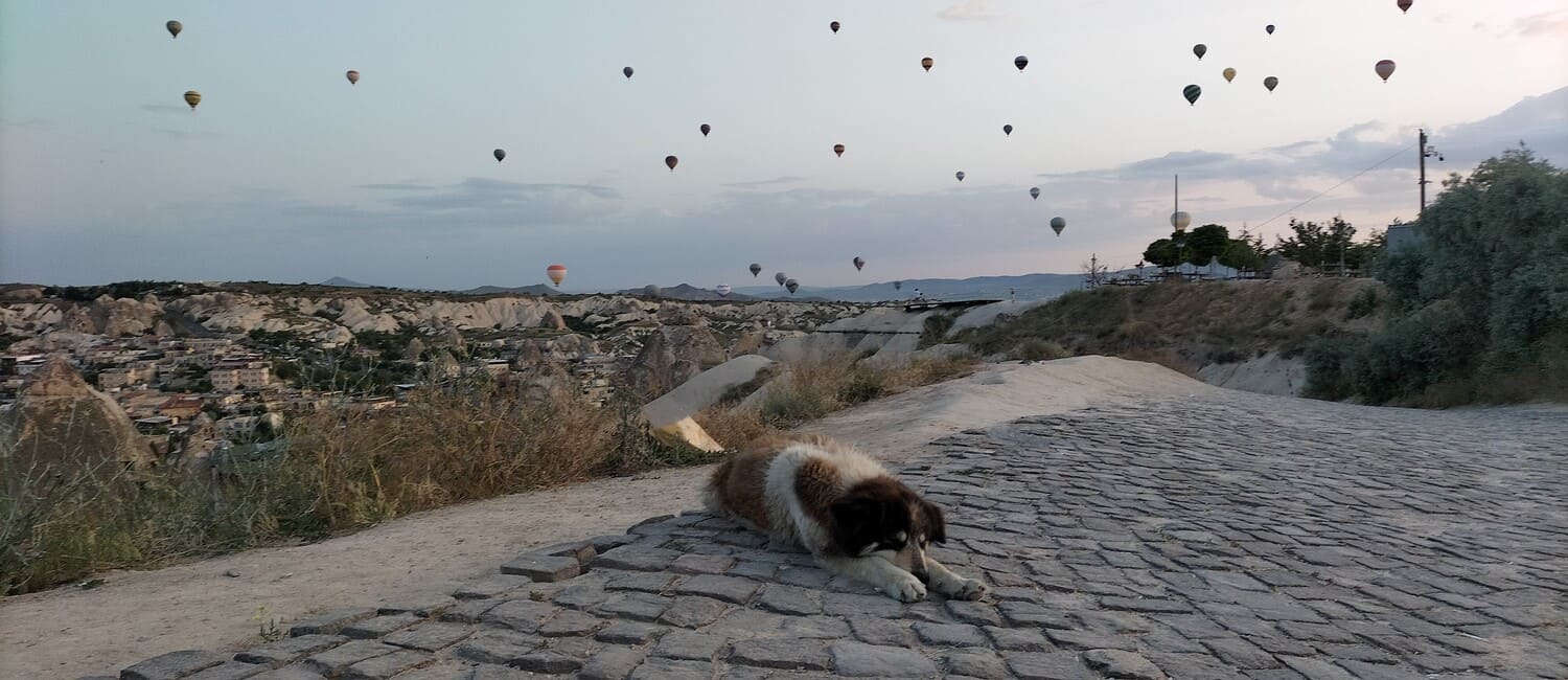 dog and balloons in cappadocia