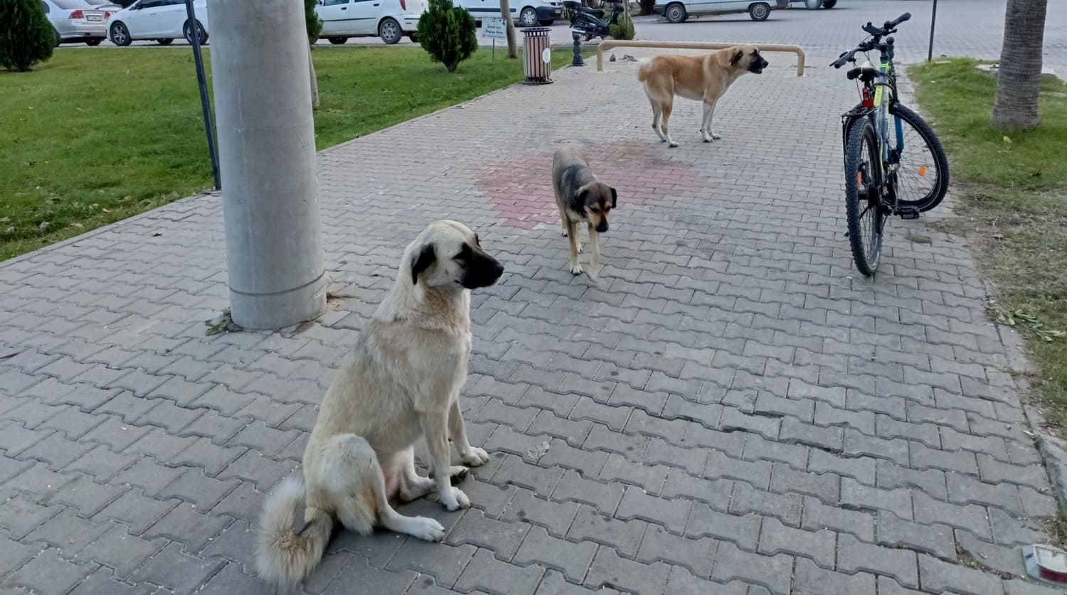 dogs on the highway in turkey