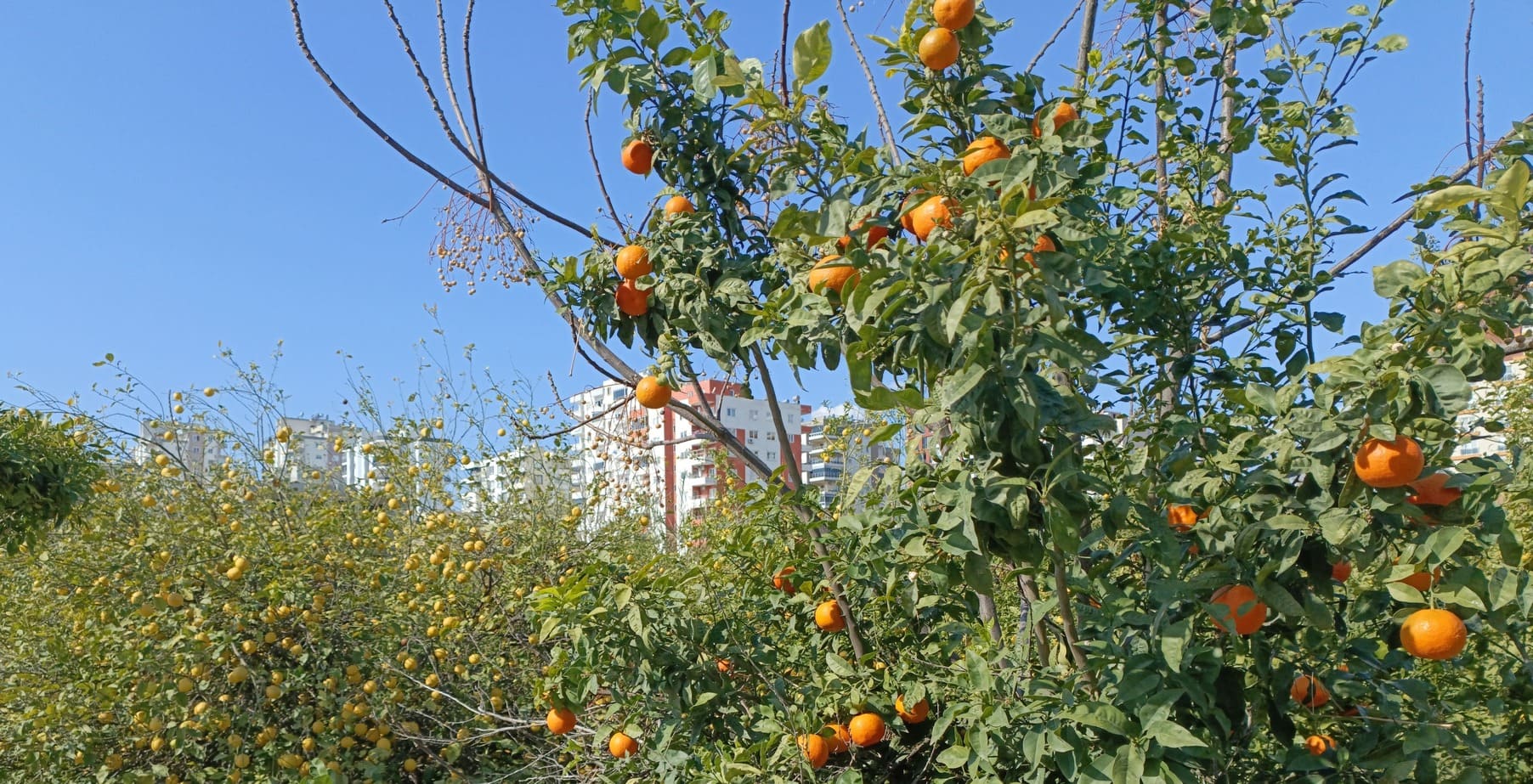 lemons and oranges in the garden turkey