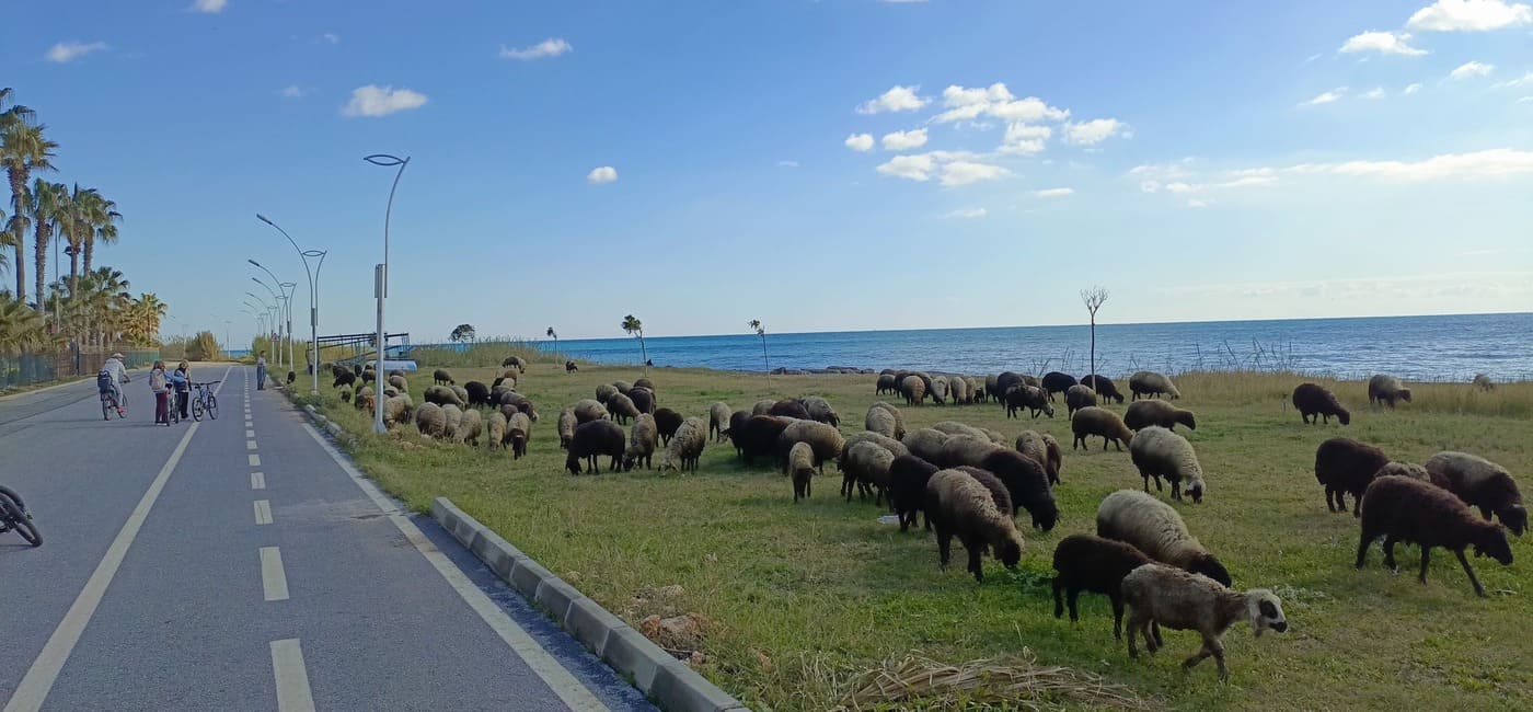 sheep on the beach in turkey